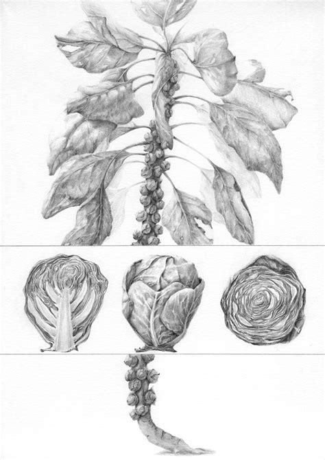 Brussel Sprout Plant :: Behance