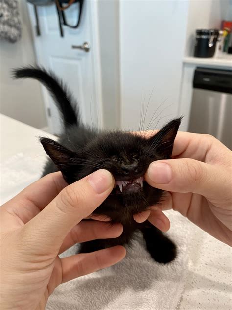 5 week old kitten’s small teef are growing in! : cats
