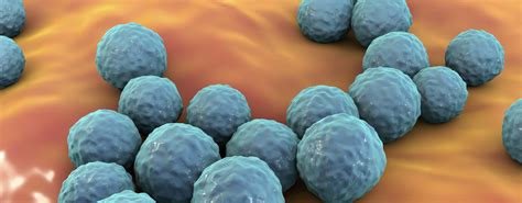 Enterococcus faecium: symptoms | transferability | prevention