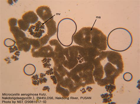 Microcystis aeruginosa Kutz. (마이크로시스티스, 남조류) : 네이버 블로그