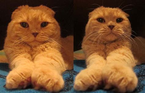 scottish fold, scottish fold cats, ドラえもん, Doraemon cat - Cute Funny Cat ...