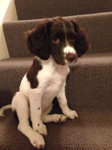 30 Best Springer Spaniel Pics ideas | springer spaniel puppies