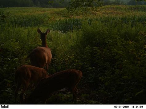 What Experts Are Saying About the Bambi Doe Leaks' Lasting Impact - o61zncc