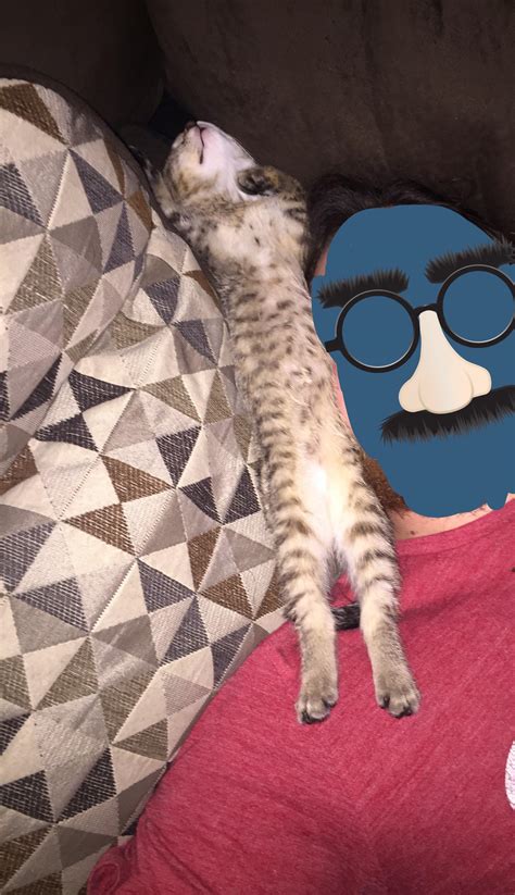 Our 6 week old kitten showing off her stripes : r/catbellies