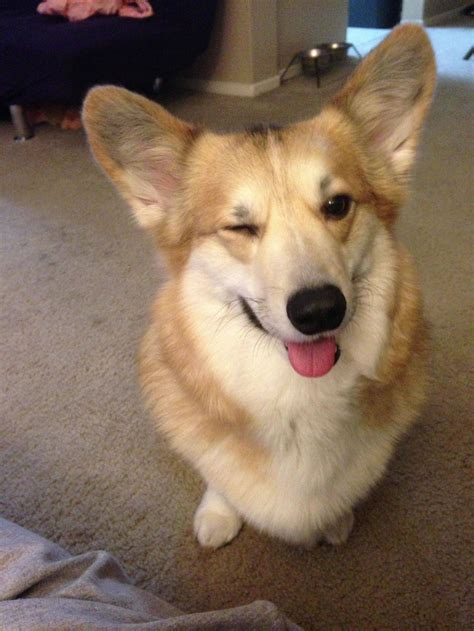 29 Hilarious Corgi Memes For The Corgi Lover In All Of Us | Cuteness