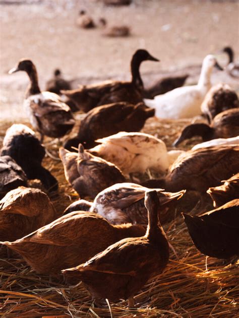 how much are ducks to buy