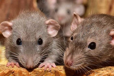 common examples  rodents wildlife informer