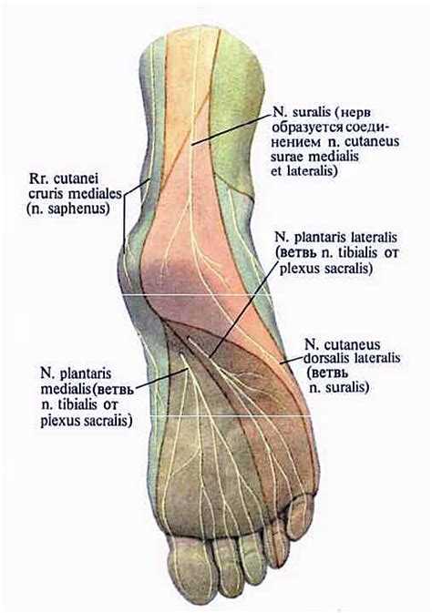 Human anatomy, Anatomy reference, Anatomy