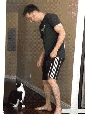 Cat Stretching GIF by Cheezburger - Find & Share on GIPHY