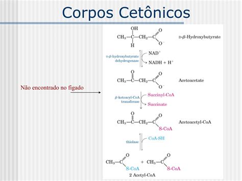Corpos Cetonicos Positivos - PPT - Corpos Cetônicos PowerPoint Presentation, free download - ID:757937
