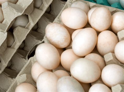 egg producers elite agri solutions