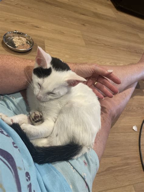 Purr Nation Cat Alliance | Kennesaw GA