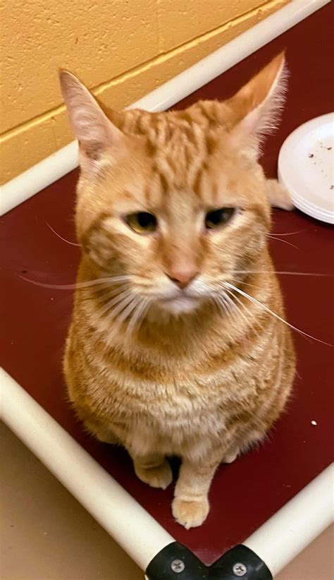 dogs and cats forever selvitz 12