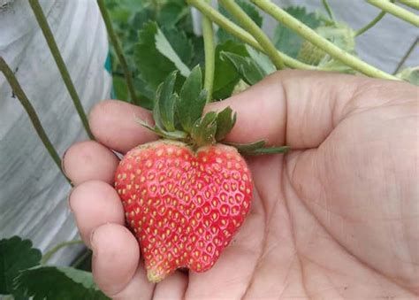 kebun stroberi  balingka usaha keluarga  jadi daya tarik wisata