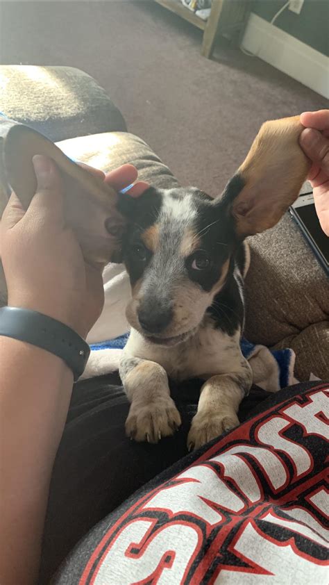 Our new family addition, Bleu the blue tick beagle💙 : r/beagle