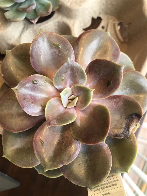What are these lumps developing on my succ’s leaves? : r/succulents