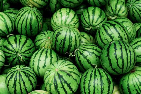 Watermelon Fruit Family at David Velasquez blog