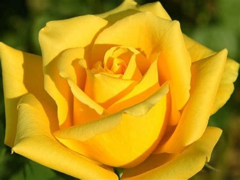 Rožė „Yellow” - Šilagalio Medelynas