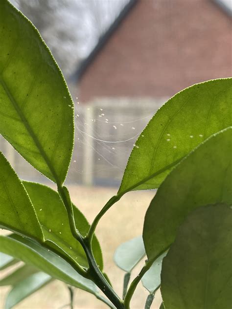 Spider Mites? : r/Citrus