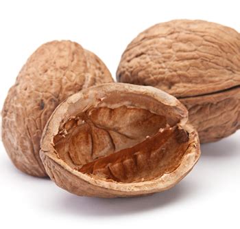 nutshell alchetron   social encyclopedia