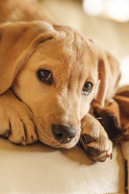 Free Photo | Vertical closeup of a head of a small brown dog looking at ...