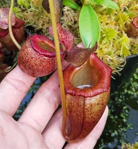Nepenthes Flava – My WordPress