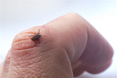 Saiba mais sobre a doença de Lyme - Dra. Geise Geraldino