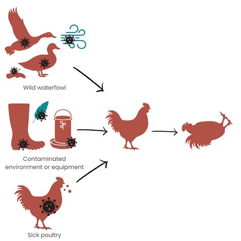 HPAI Avian Influenza - Western Small Flocks Collaborative
