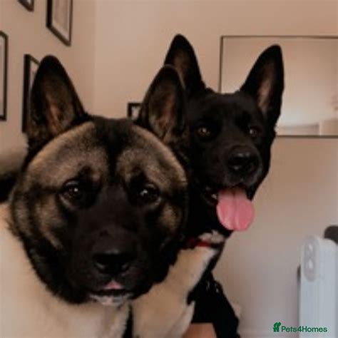 American Akita puppies for sale | Pets4Homes