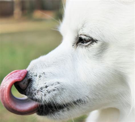 Dog Licking Nose - Lenspiration