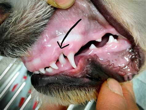 What Causes Mouth Sores And Tongue Sores In Dogs - Infoupdate.org