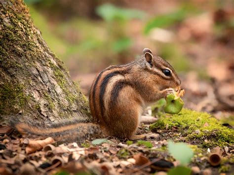 cheeky  chipmunk enjoying  snack wallpaperscom