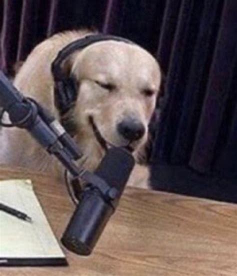connor pugs on Twitter: "“My hungry ass could never do homework” https ...