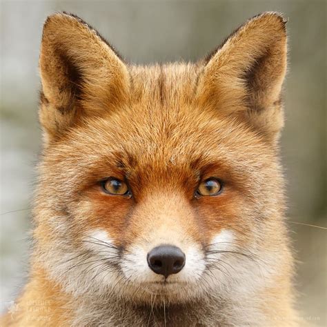Faces of Foxes: Every Fox Has Different Personality - DIY Photography