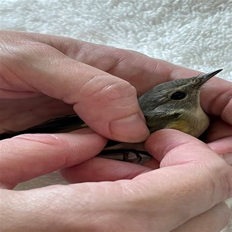 In Memoriam: Remembering the Life of Lillian Venable 23