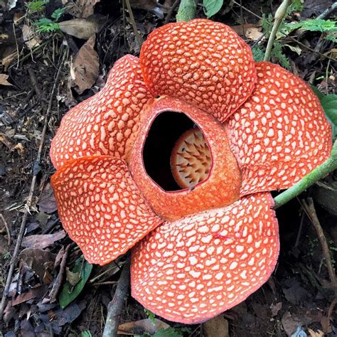 giant rafflesia flower