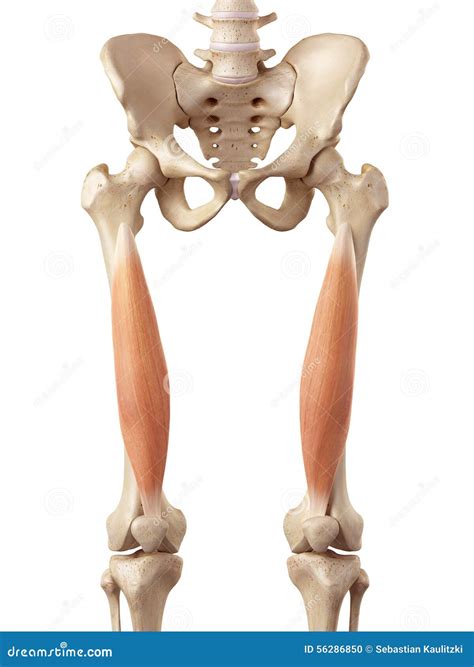 The Vastus Intermedius Royalty-Free Illustration | CartoonDealer.com