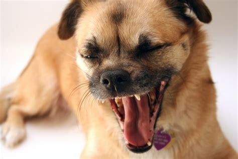 chug mixed dog breed information characteristics