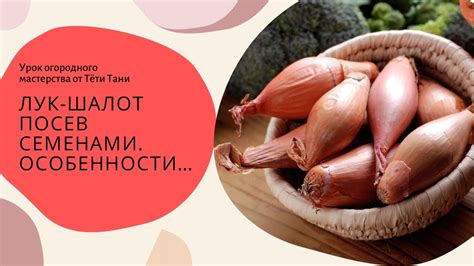 Шалот. Посев семенами. Особенности. - YouTube