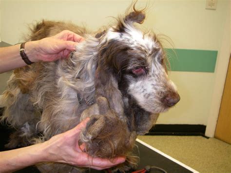 Bus Directions to RSPCA Woodside Animal Centre in Leicester 3