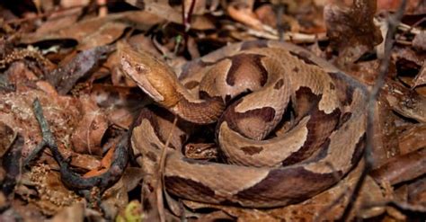 copperheads poisonous  dangerous   animals