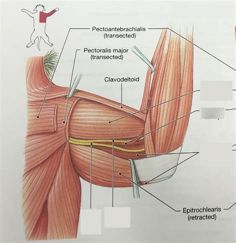 Cat: upper arm muscles Diagram | Quizlet