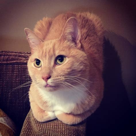 daisy | Cute cats HQ - Pictures of cute cats and kittens Free pictures ...