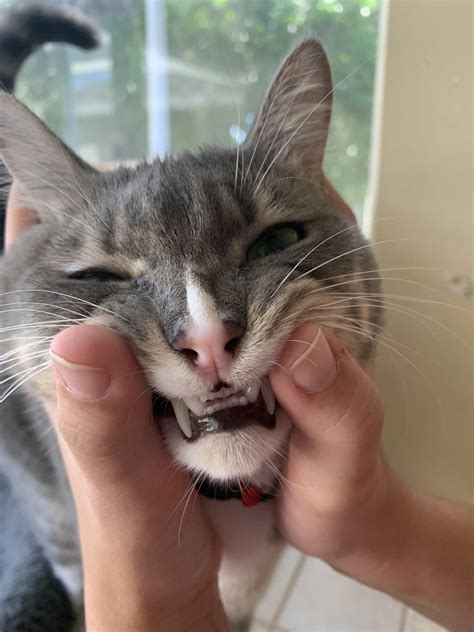 The front teeth are so cute! : r/cats