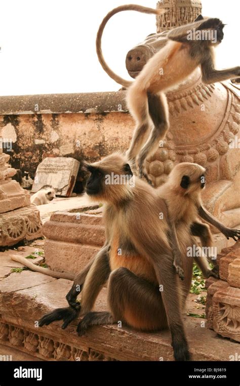 Chittorgarh Hindu India Langur Monkey Rajasthan Stock Photo - Alamy