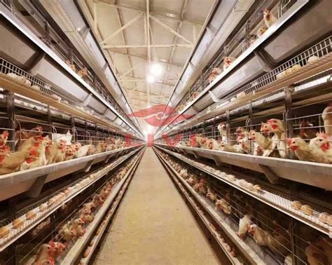 Клетки для несушек купить из Китая - livi chicken cages