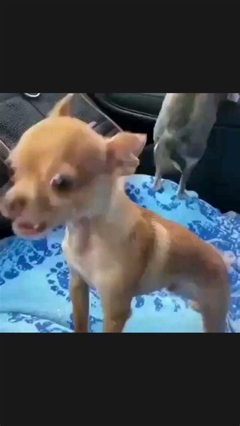 Funny chihuahua puppies | Cute dogs, Cute animals puppies, Chihuahua ...