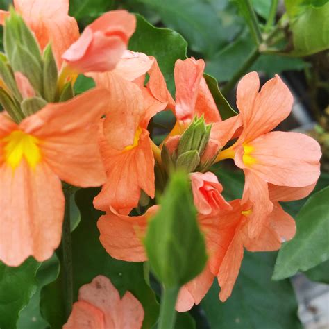 Marmalade Flower at Victoria Brownlee blog