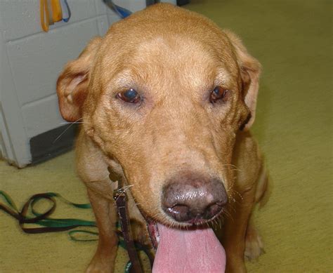 Test For Horner's Syndrome In Dogs at Janna Altieri blog