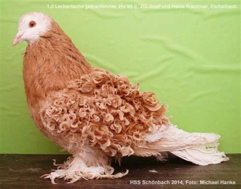 Frillback pigeon | Pet pigeon, Pigeon pictures, Pigeon bird